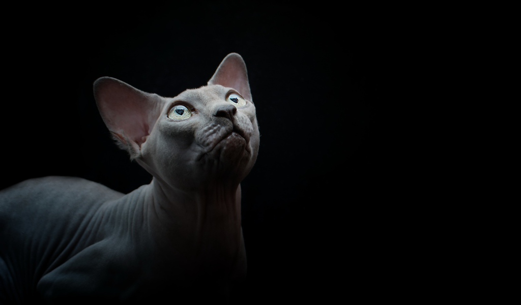 Породистый кот породы сфинкс на черном фоне