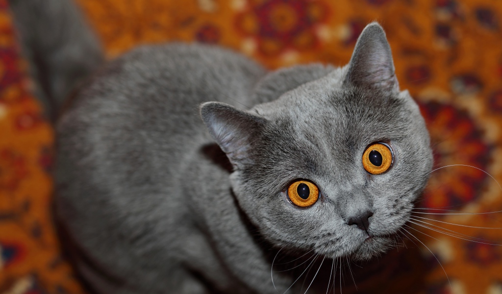 Породистый британский кот с желтыми глазами