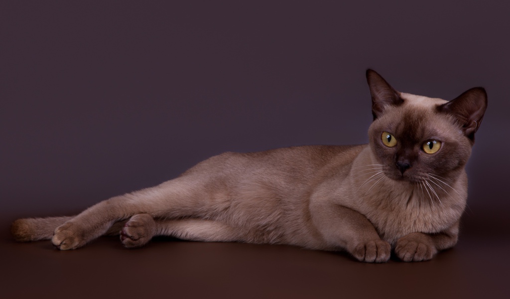 Породистый кот лежит на сером фоне