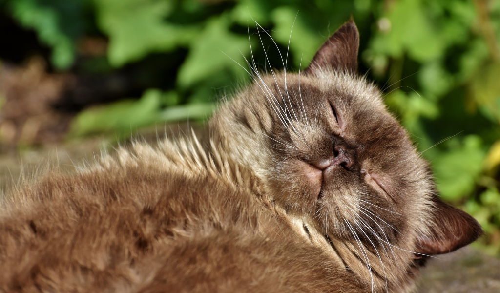 Породистый кот спит в лучах солнца