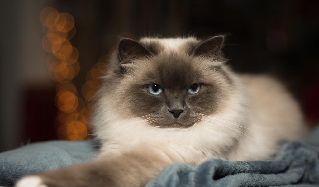 Породистый пушистый голубоглазый кот лежит на кровати