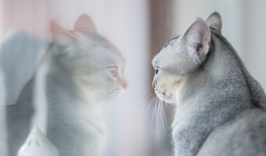 Породистая серая кошка отражается в окне