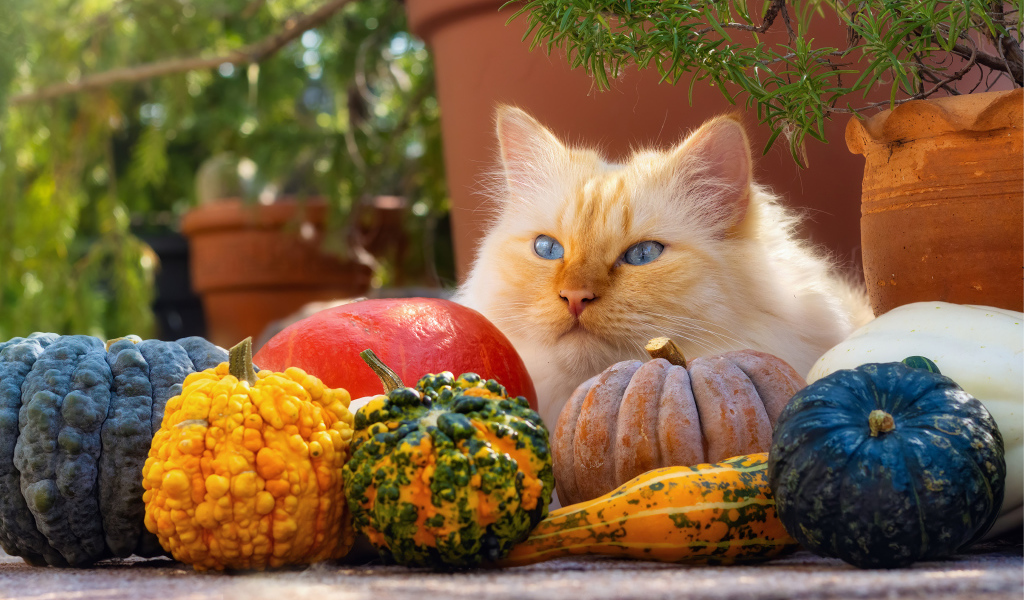Рыжий голубоглазый кот с тыквами