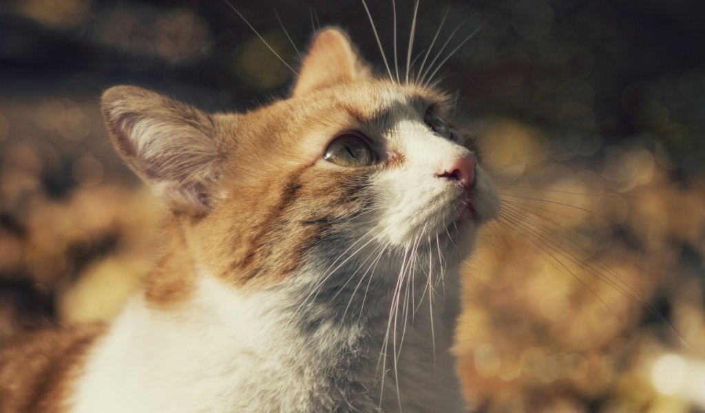 Рыжий с белым кот смотрит вверх 