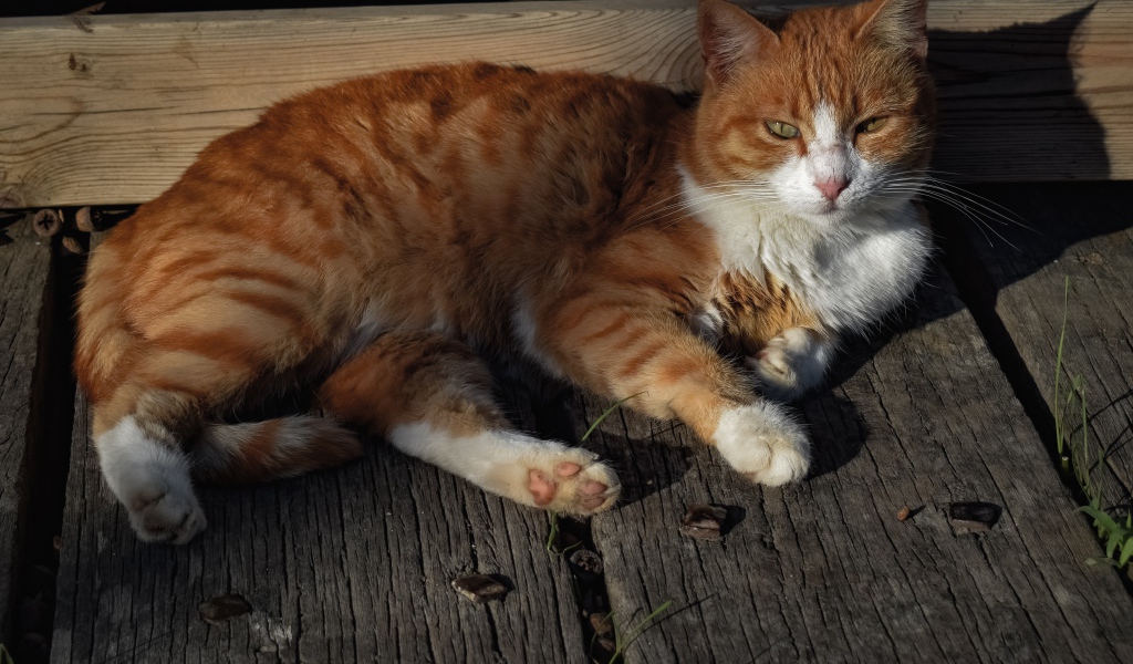 Рыжий кот в лучах солнца лежит на досках 
