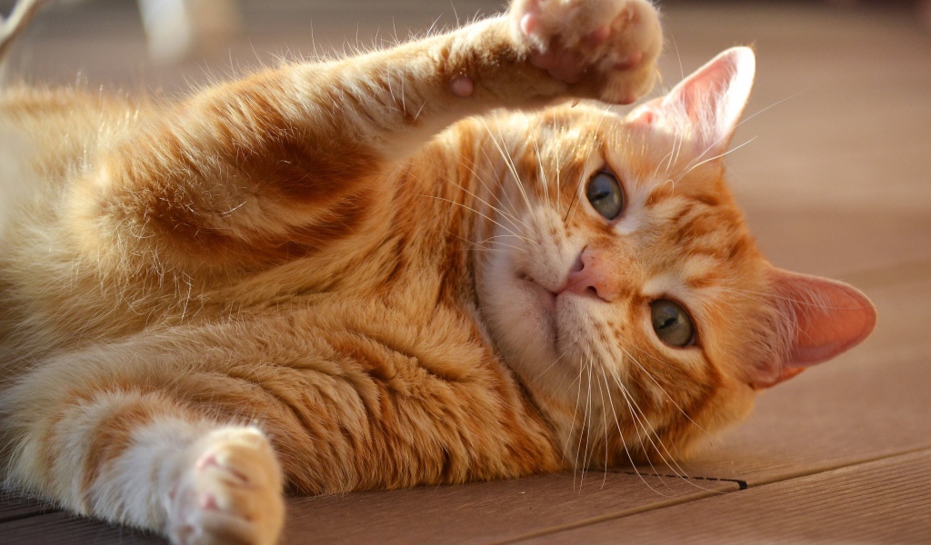 Рыжий кот играет на полу 