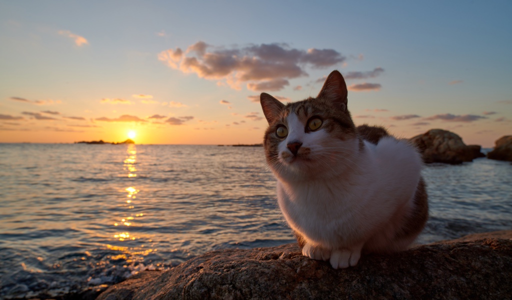 Рыжий кот сидит на камне у моря на закате солнца 