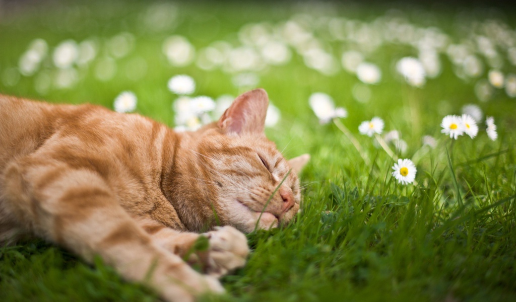 Рыжий кот спит на зеленой траве с белыми ромашками