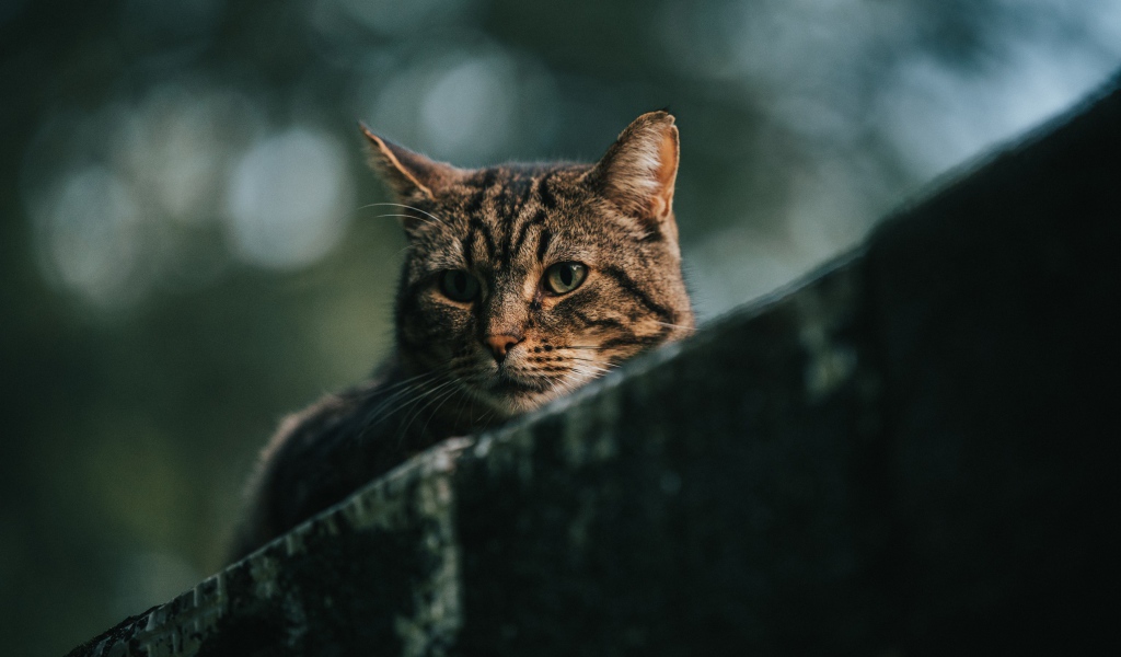 Грустный серый кот сидит на улице 