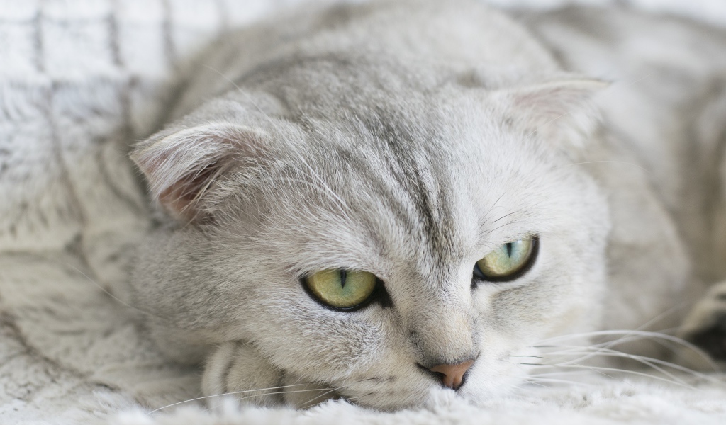 Грустный серый породистый кот лежит на кровати 