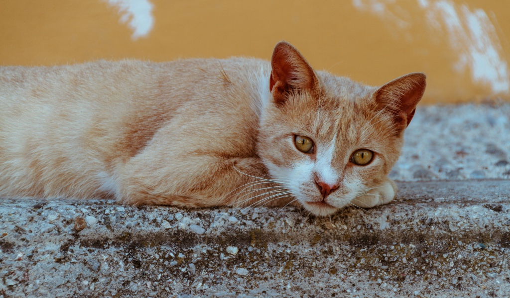 Грустный рыжий кот лежит на камне