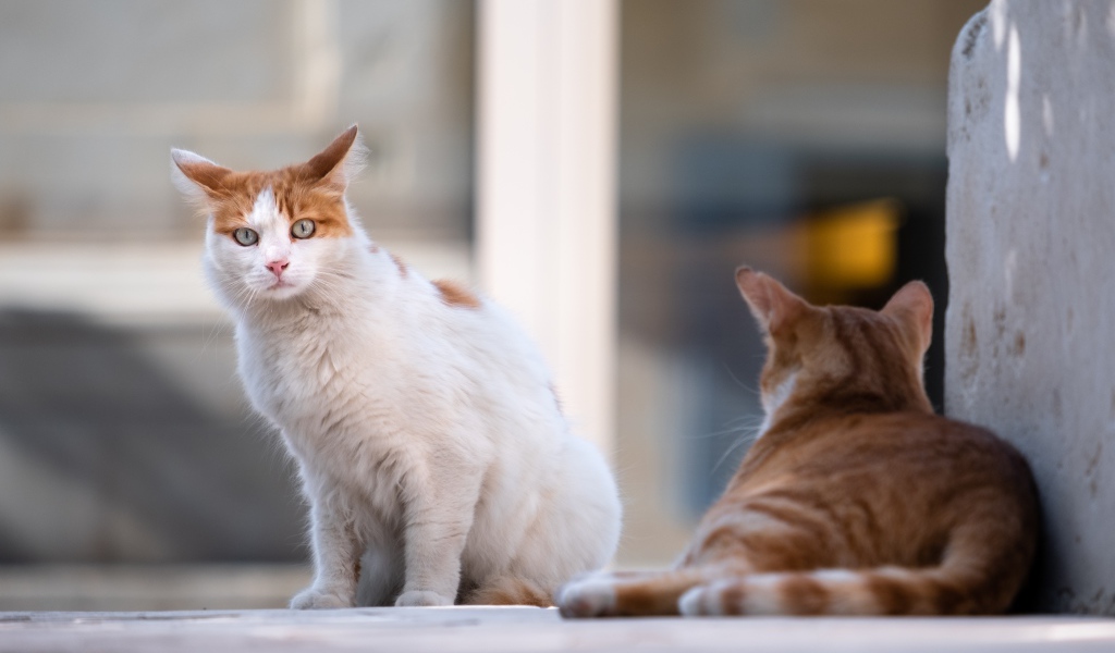 Scared blue-eyed cat with a ginger rival