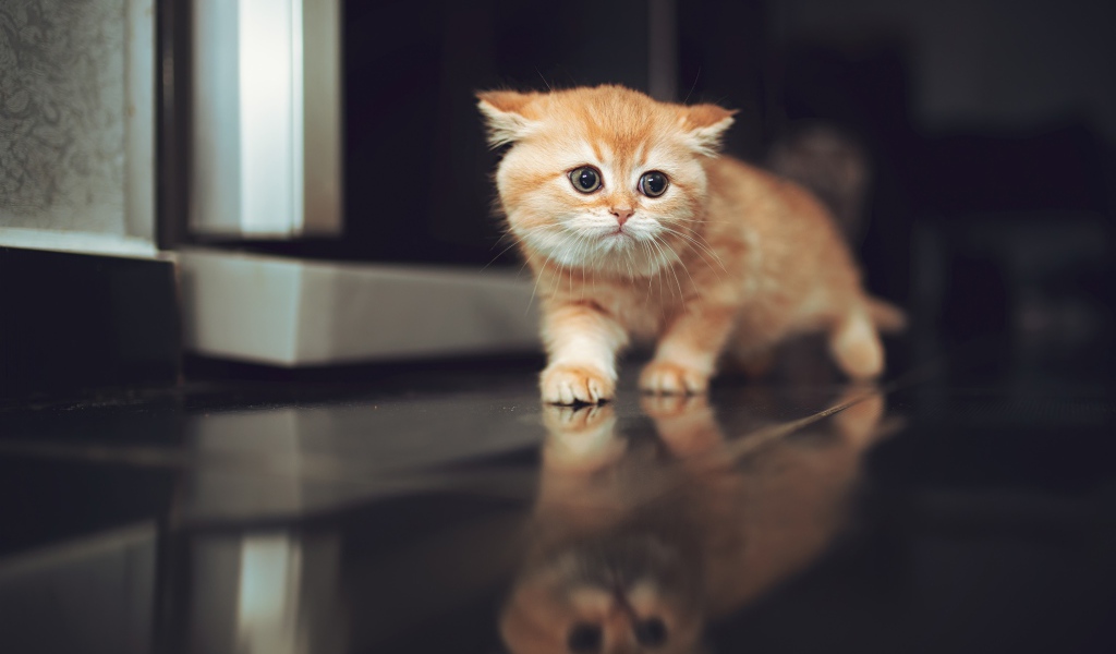 Испуганный рыжий котенок крадется по полу 