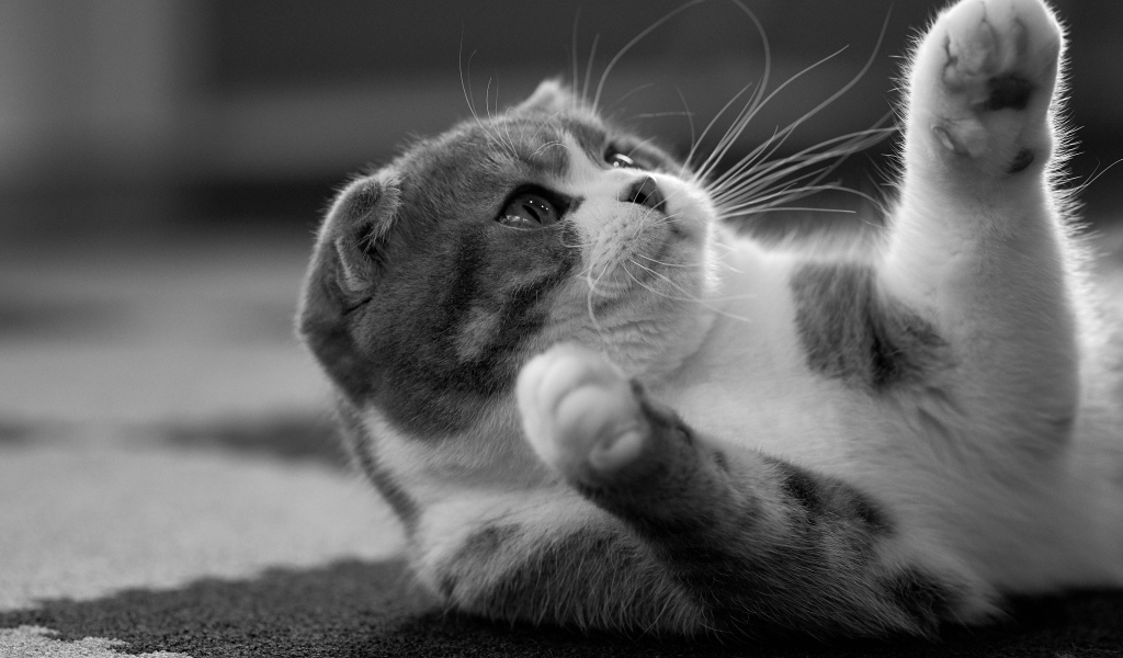 Шотландский котенок лежит на ковре 