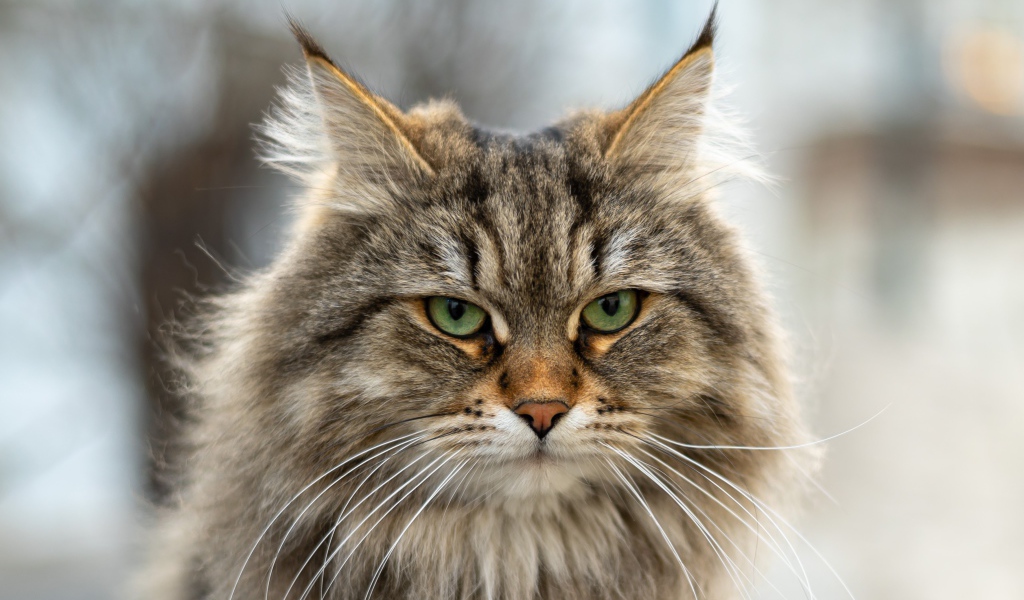 Серьезный пушистый серый кот 