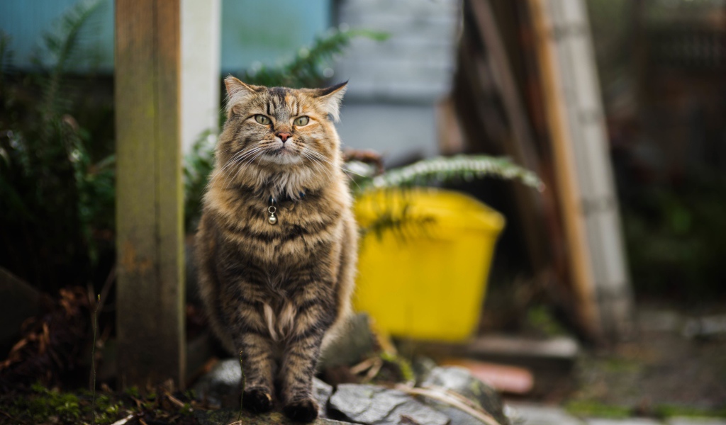 Серьезный серый кот с ошейником 