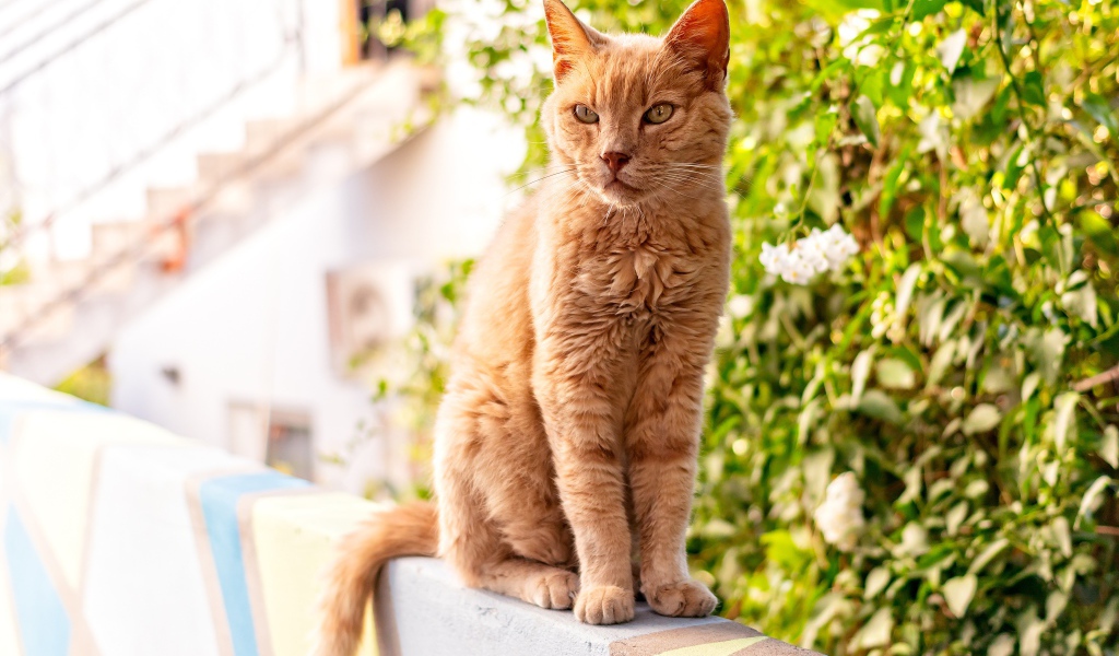 Серьезный рыжий кот сидит на перилах 