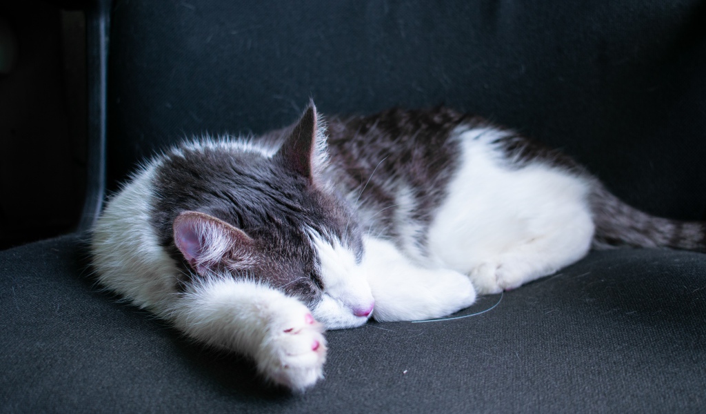 Спящий бело- серый кот на черном диване