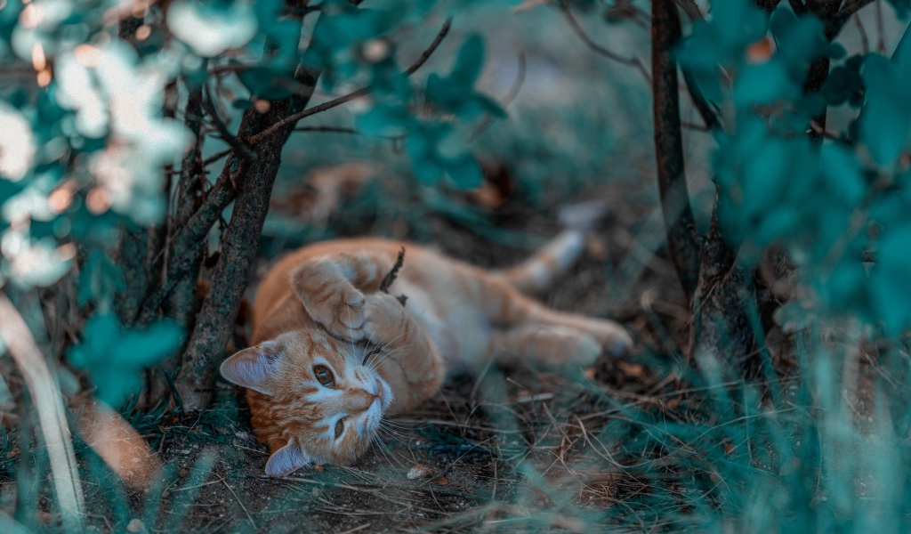 Маленький рыжий котенок в ветках 