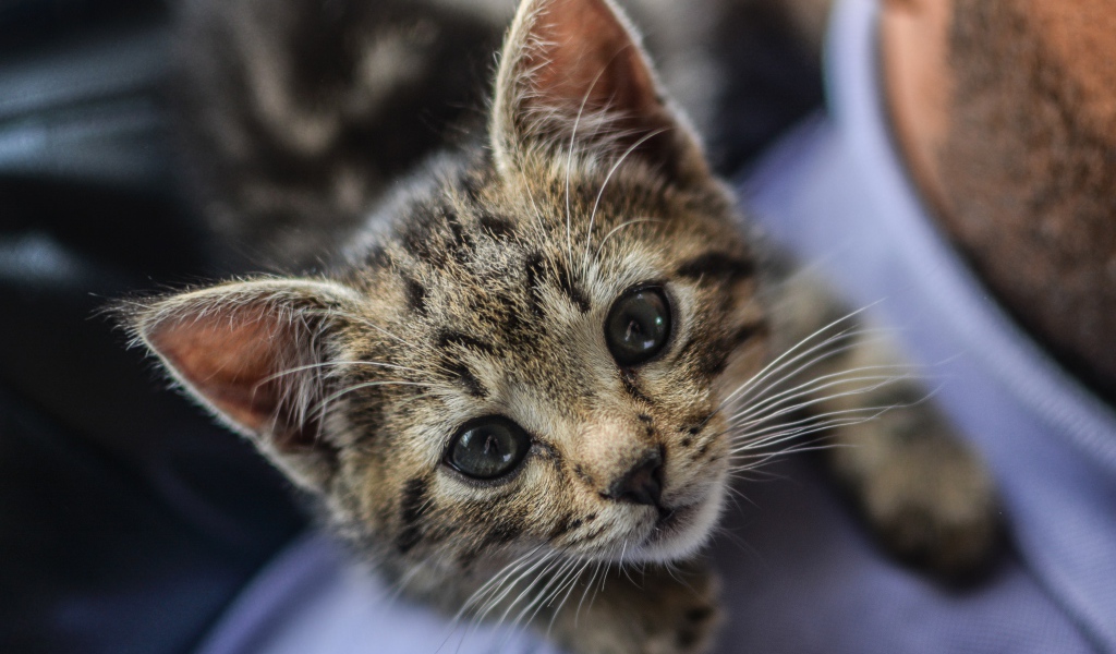 Маленький серый котенок на плече у мужчины