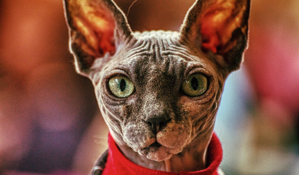 Кот сфинкс в свитере крупным планом