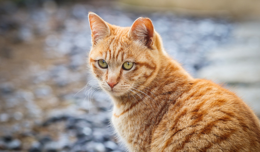 Полосатый рыжий кот смотрит вдаль 
