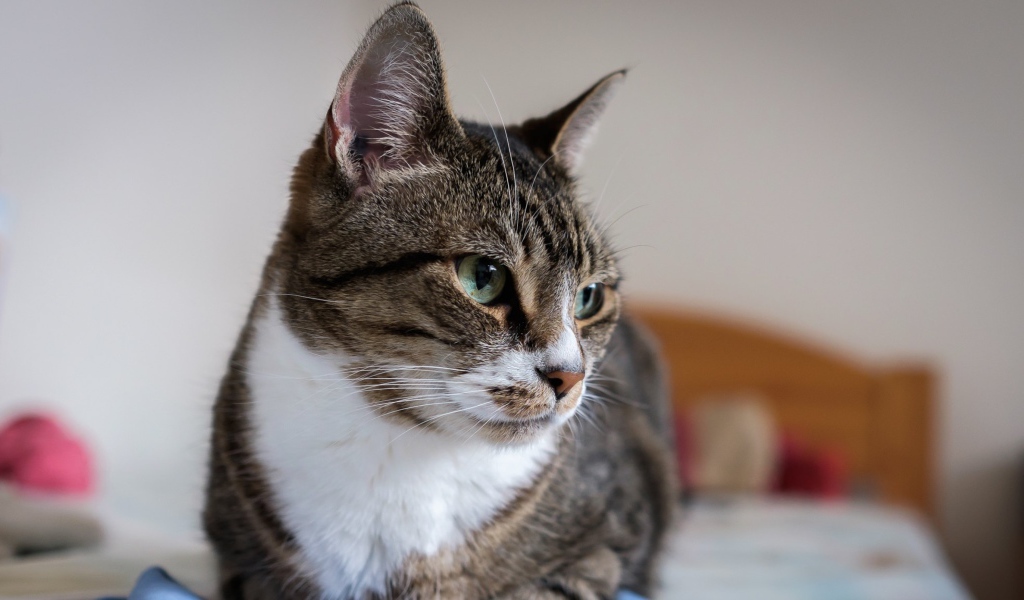 Полосатый серый кот с зелеными глазами на кровати