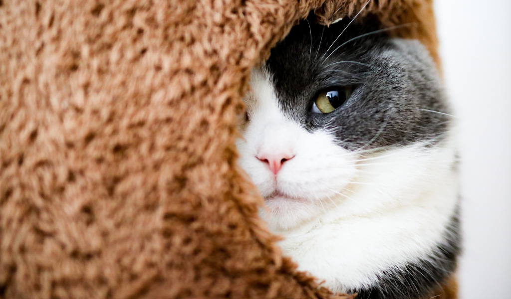 Кот засыпает в домике 