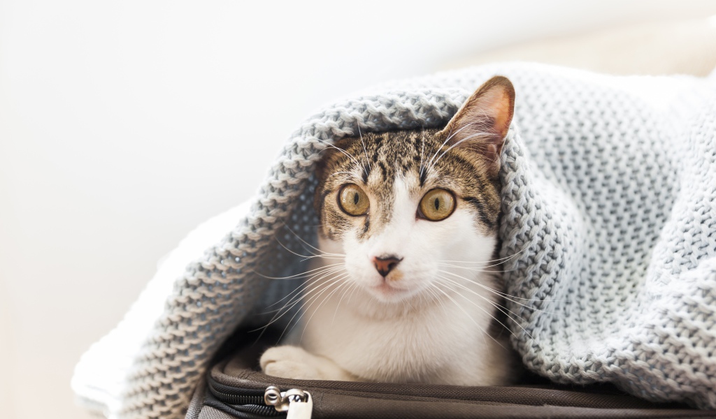 Кот сидит на чемодане под одеялом 