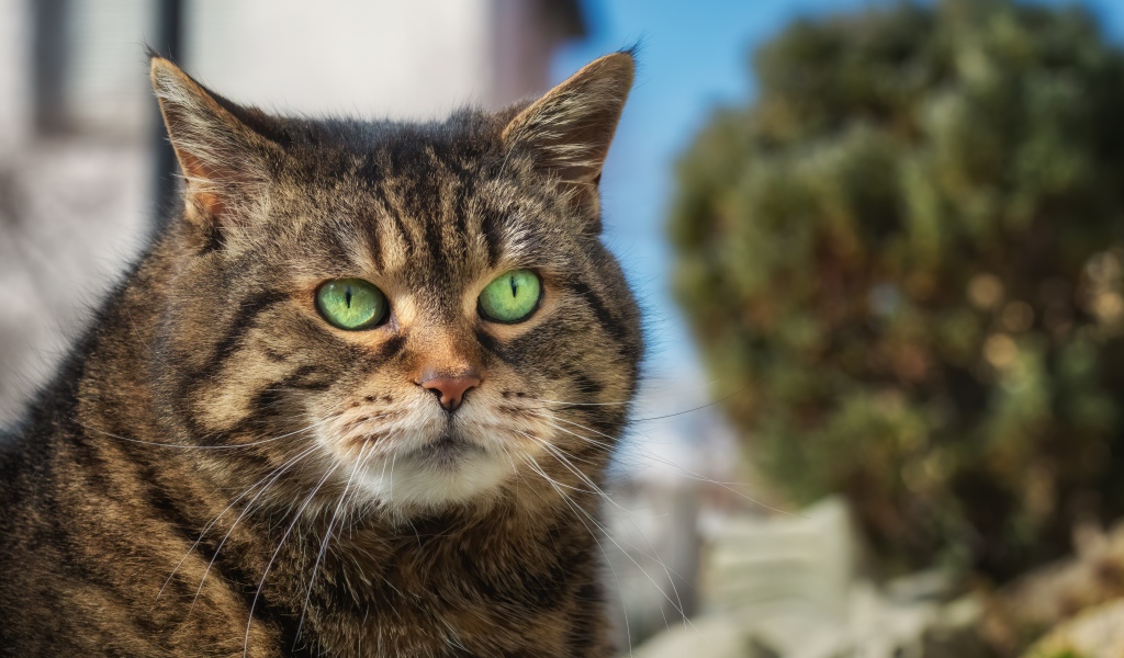 Морда большого серого кота с зелеными глазами