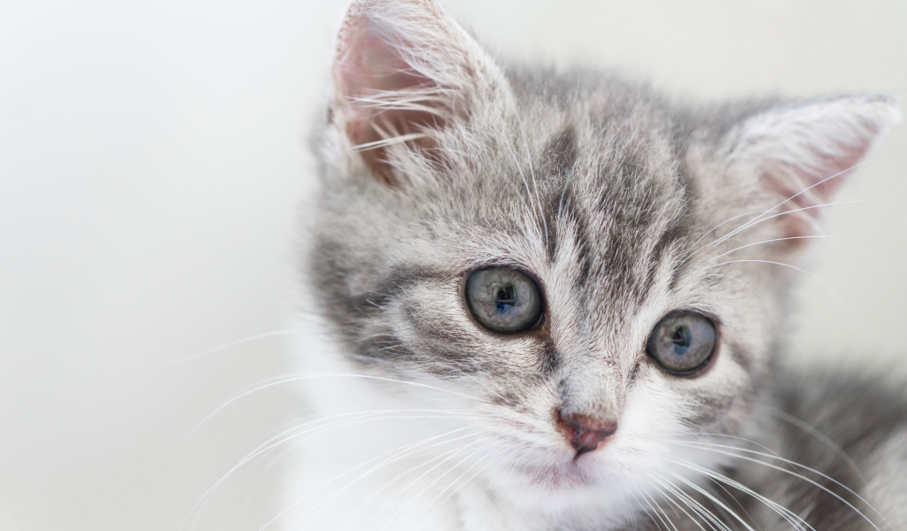 Морда маленького серого котенка 