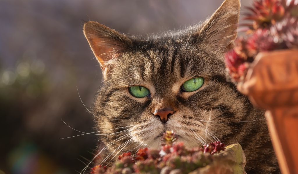 Морда серьезного зеленоглазого серого кота 