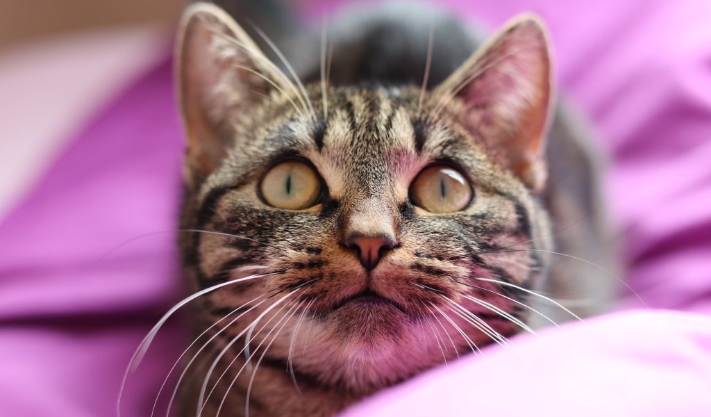 Полосатый серый кот лежит на розовом покрывале