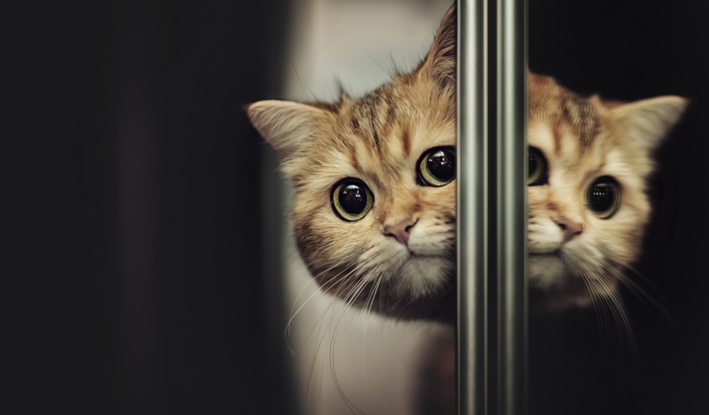 Породистый испуганный кот выглядывает из-за двери 