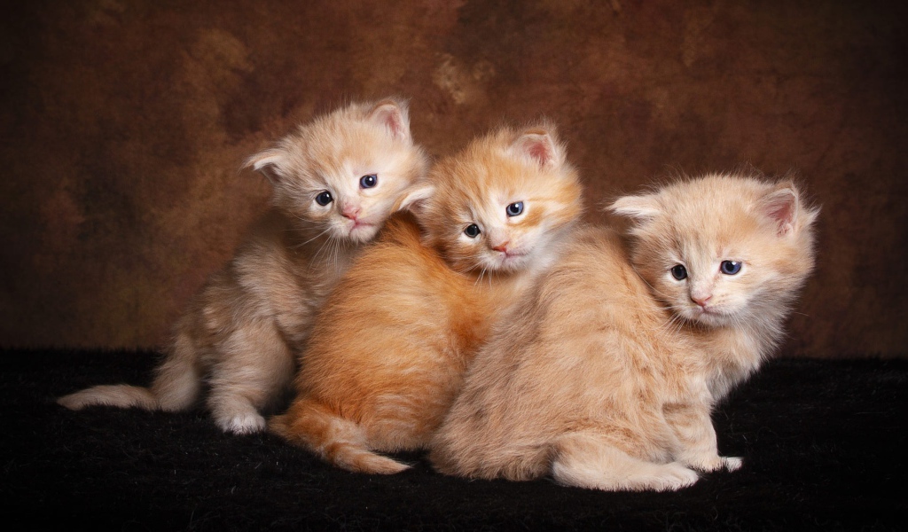 Три маленьких пушистых рыжих котенка 