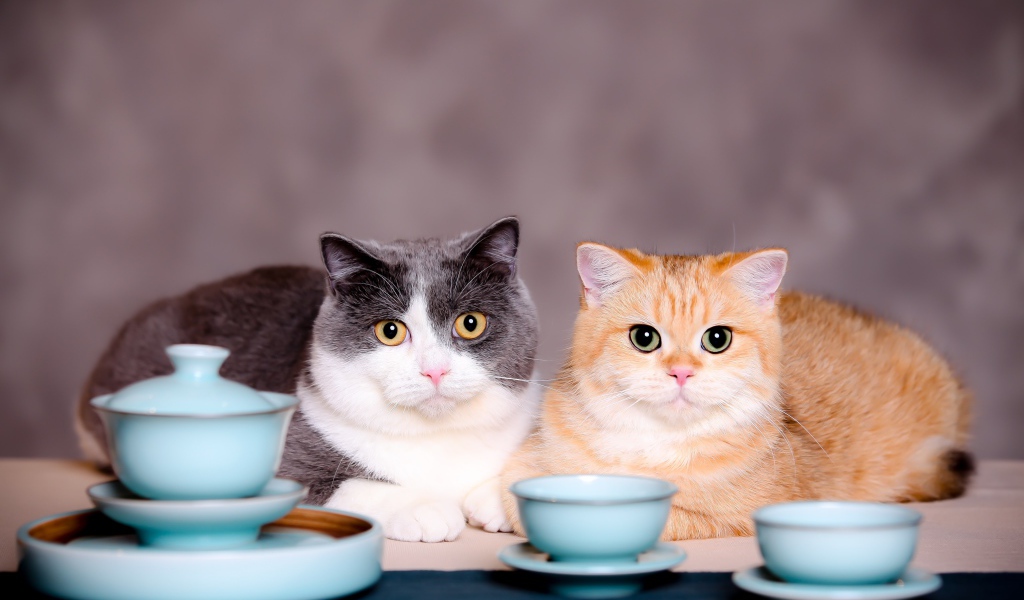 Два кота с чашками на сером фоне