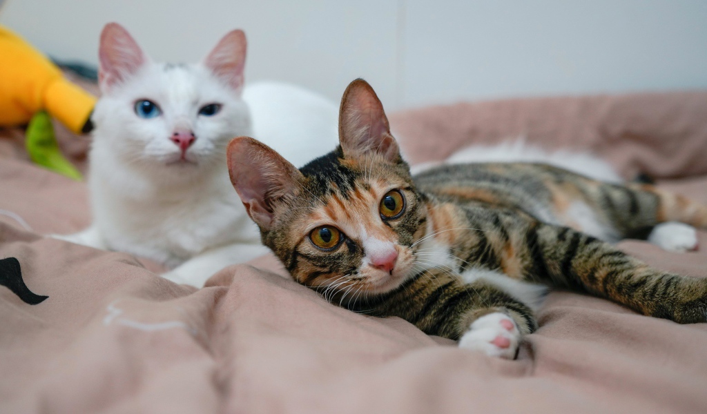 Две милые кошки лежат на кровати 