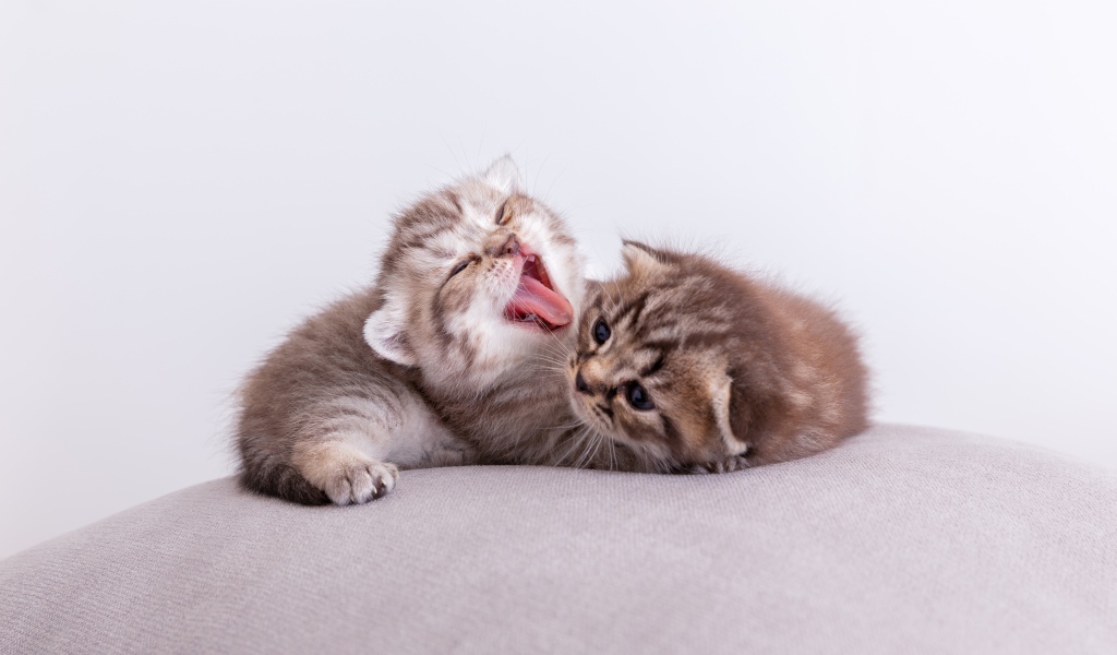 Два милых маленьких котенка на подушке