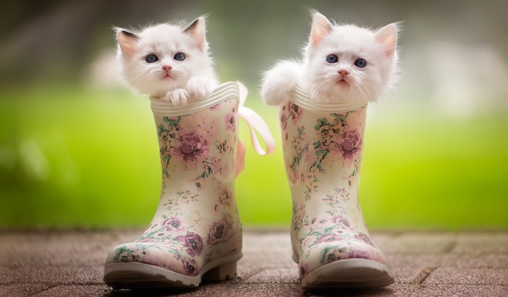 Два маленьких милых котенка сидят в резиновых сапогах