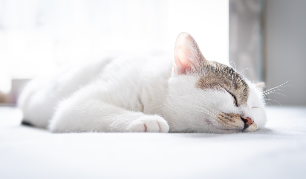 Белый домашний кот спит на кровати 