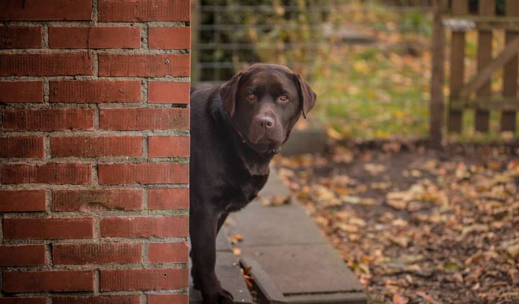 Коричневый лабрадор стоит у  кирпичной стены