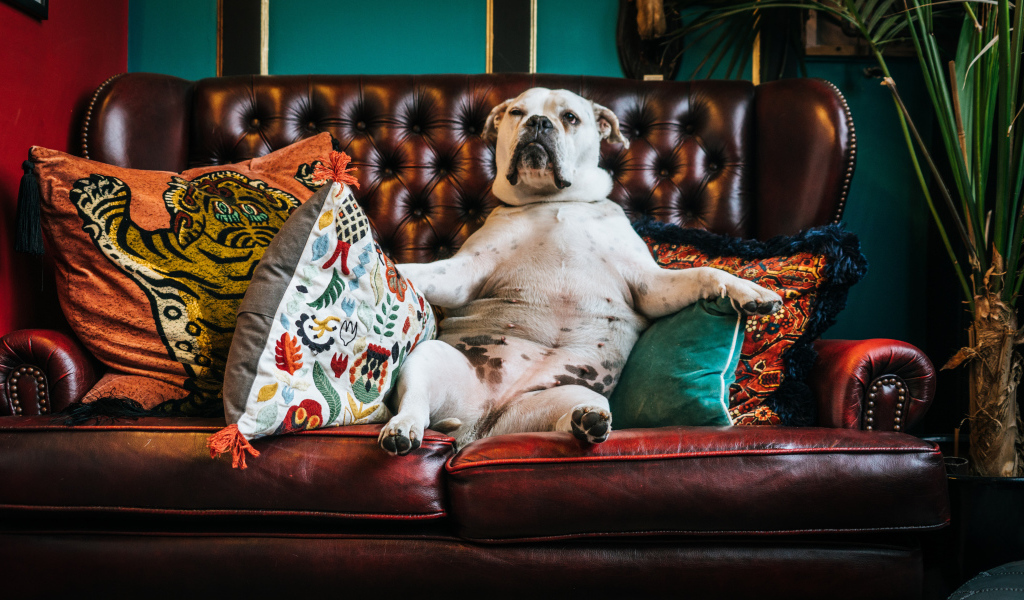 Большой белый бульдог лежит на кожаном диване с подушками