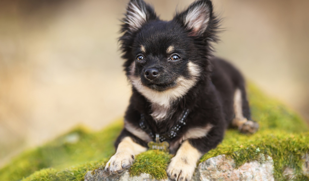 Маленький пес породы чихуахуа лежит на покрытом мхом камне