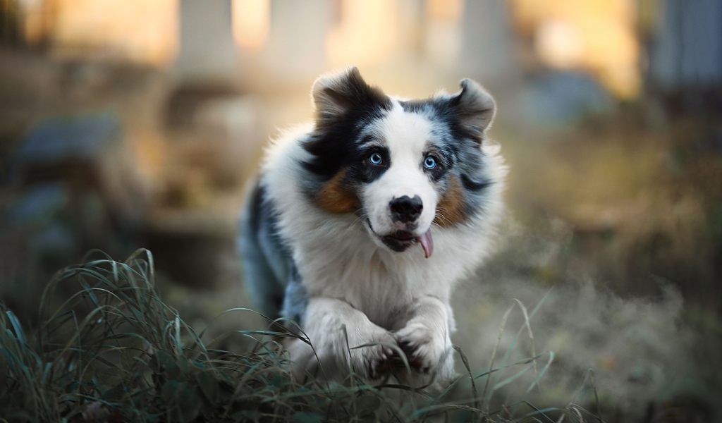 Австралийская овчарка с высунутым языком бежит по траве