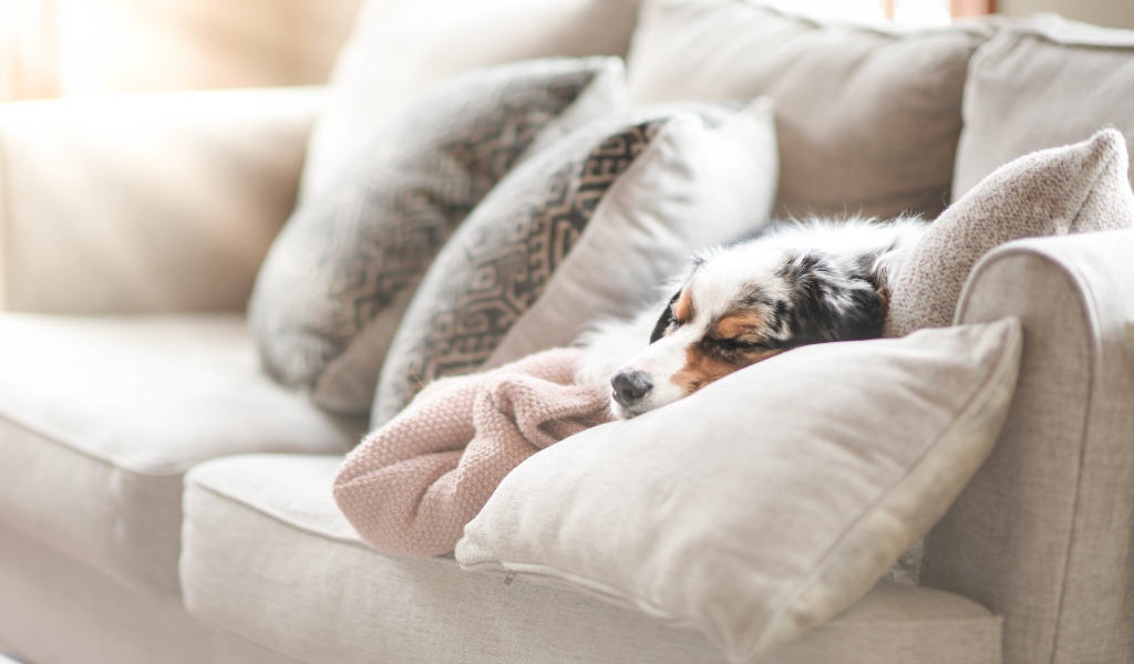 Australian Shepherd is sleeping under the covers on the couch