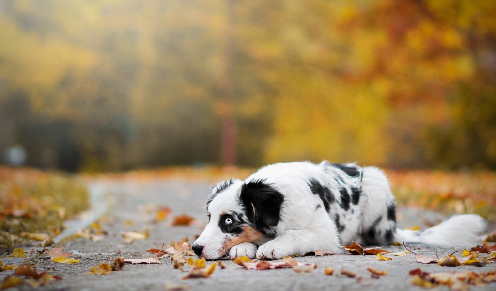 Австралийская овчарка с голубыми глазами лежит на земле с опавшей листвой 