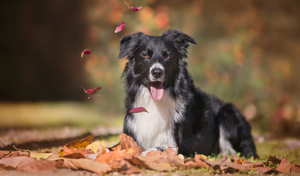 Австралийская овчарка с высунутым языком лежит на опавшей листве 