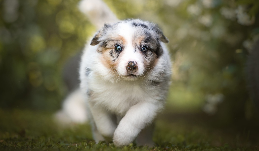 Щенок австралийской овчарки бежит по траве