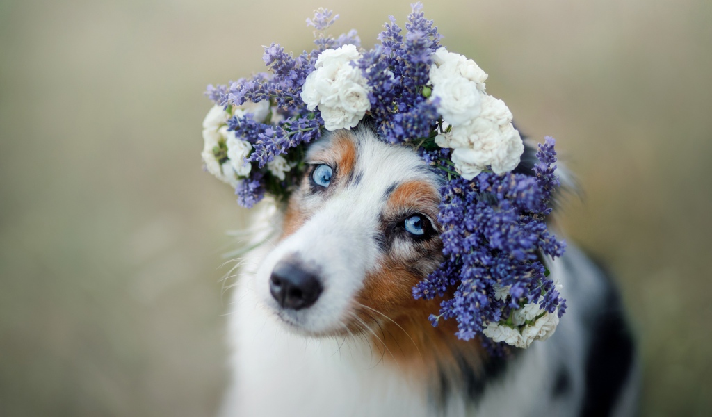 Красивая голубоглазая австралийская овчарка с венком на голове 