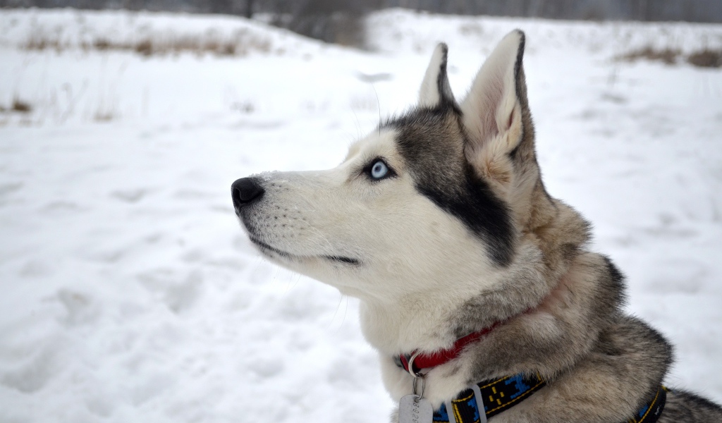 Красивый голубоглазый кот породы хаски с ошейником